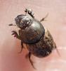 Onthophagus similis